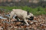 BOULEDOGUE FRANCAIS 1114